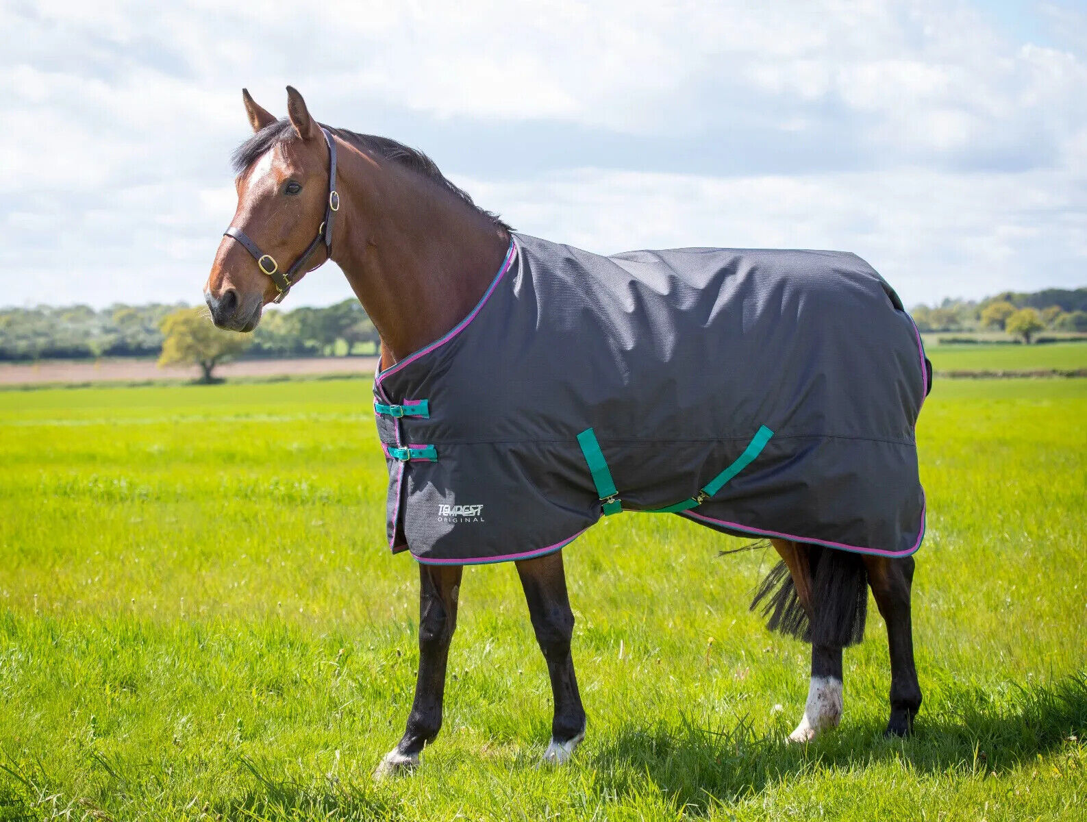 Picture of Shires Tempest Original 300g Horse Turnout Rug Std Neck | Black | 4'0"-7'3"