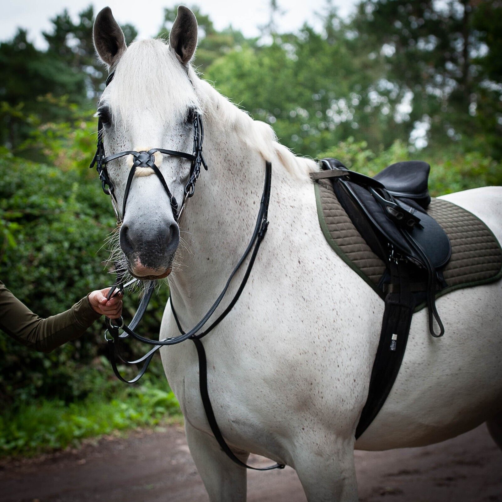 Picture of Leather Running Martingale, Gallop Classic Plain Leather Running Martingale