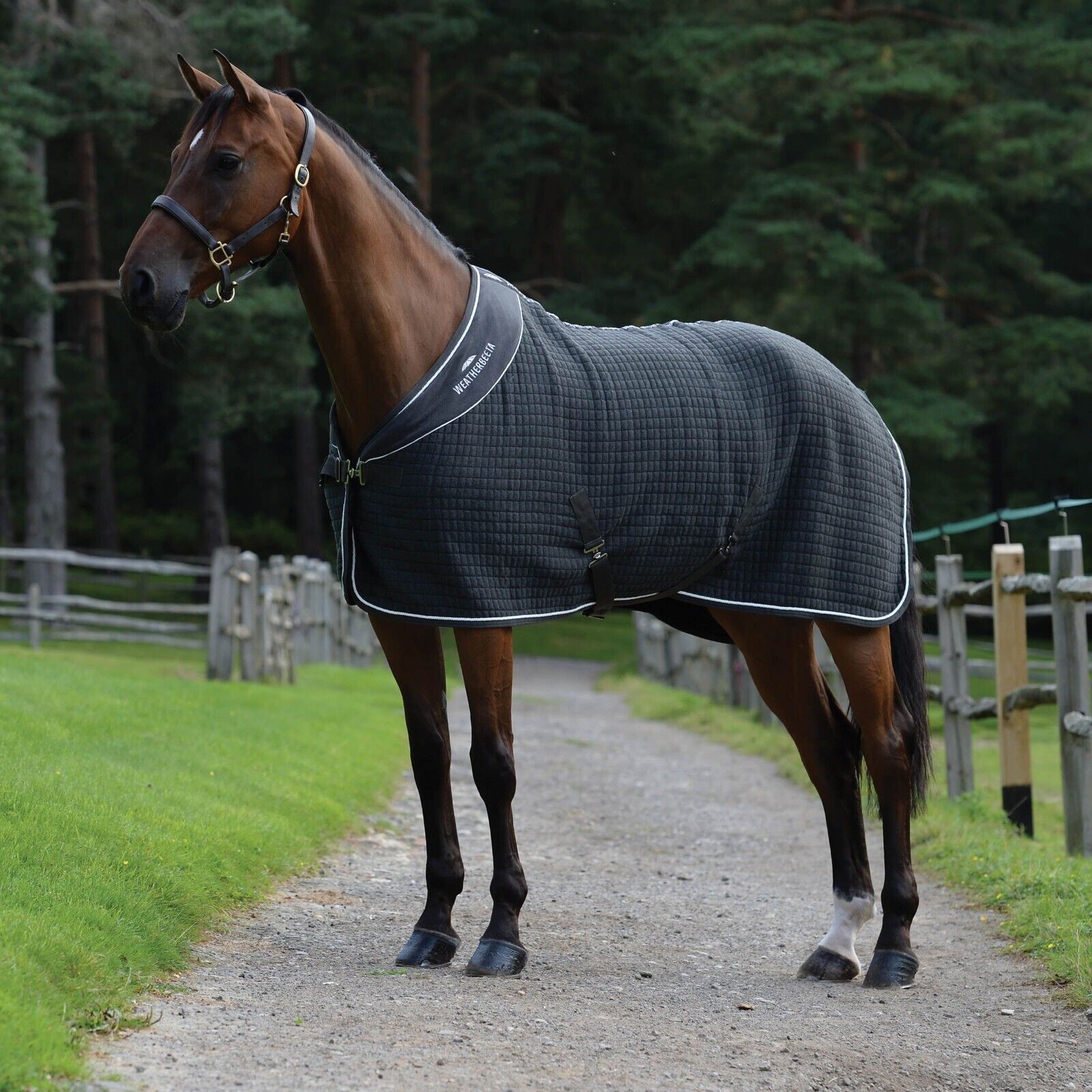 Picture of Weatherbeeta Thermocell Horse Cooler / Travel Rug.  Std Neck