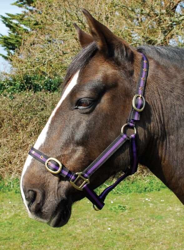 Picture of Rhinegold Nylon Horse/Pony Headcollar | Adjustable | 18 Colours | 4 Sizes