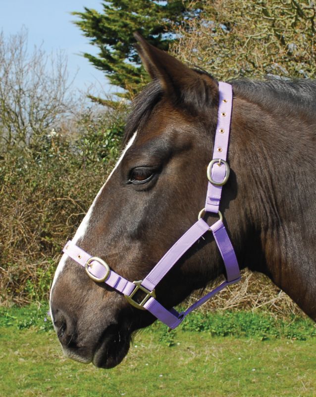 Picture of Rhinegold Nylon Horse/Pony Headcollar | Adjustable | 18 Colours | 4 Sizes