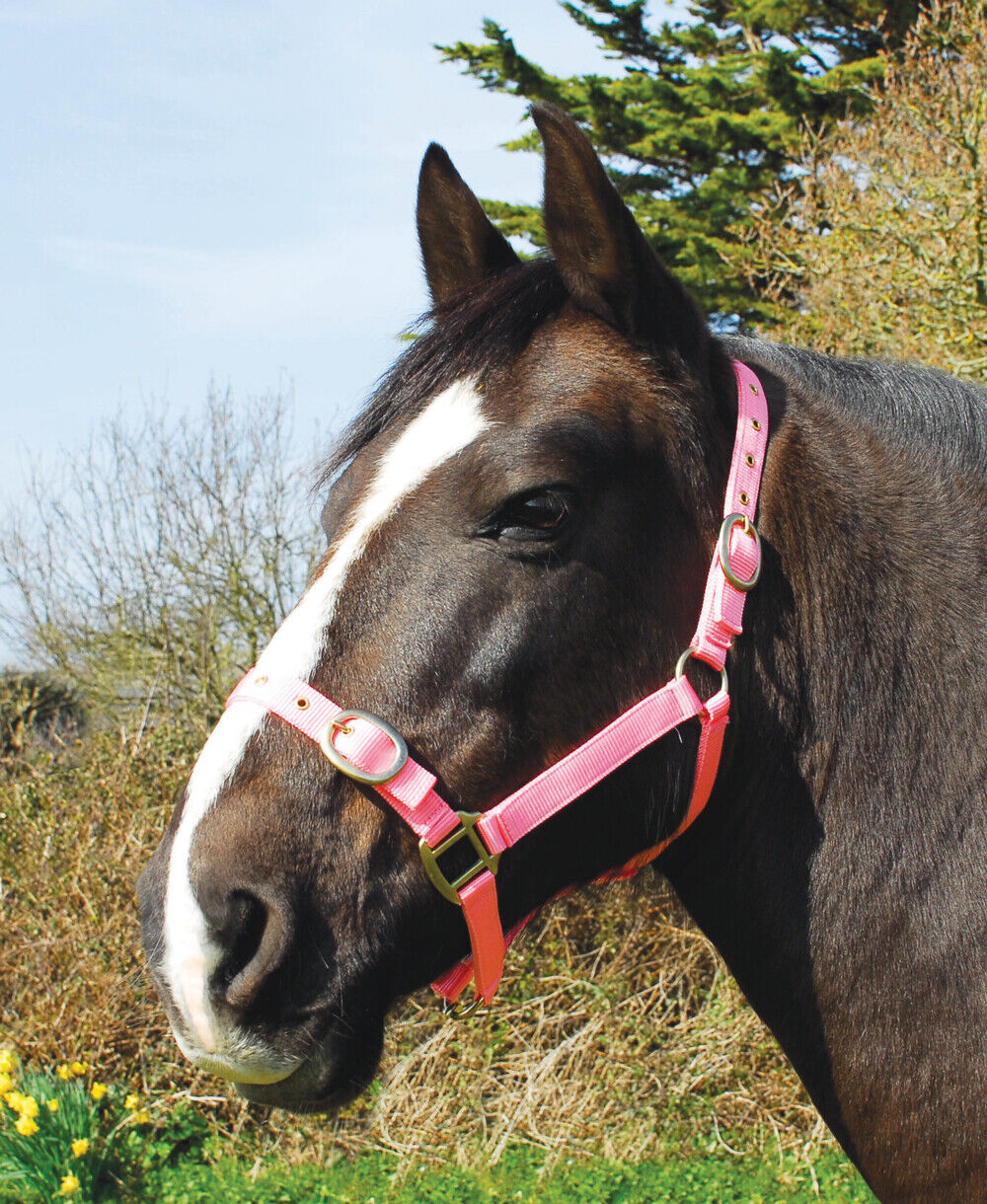 Picture of Rhinegold Nylon Horse/Pony Headcollar | Adjustable | 18 Colours | 4 Sizes