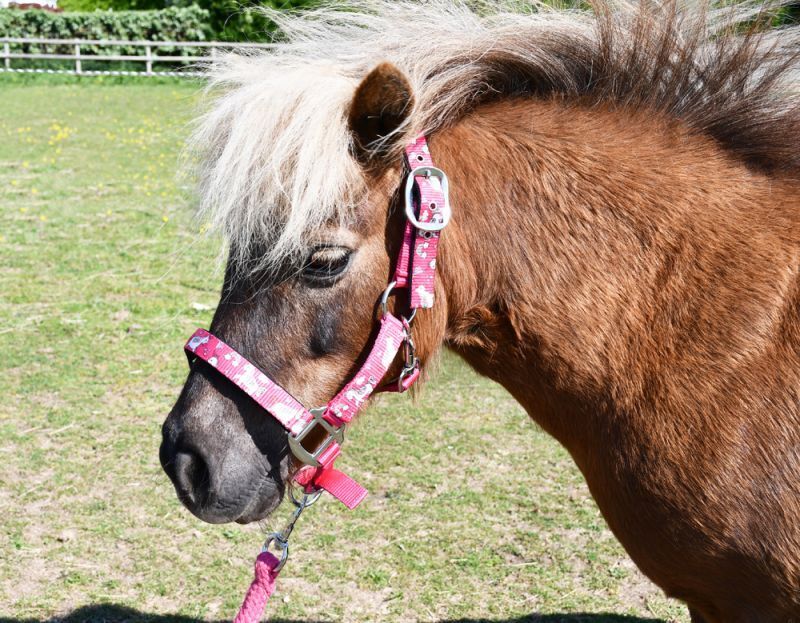 Picture of Rhinegold Unicorn Padded Pony Headcollar And Matching Lead Rope Set | 4 Colours