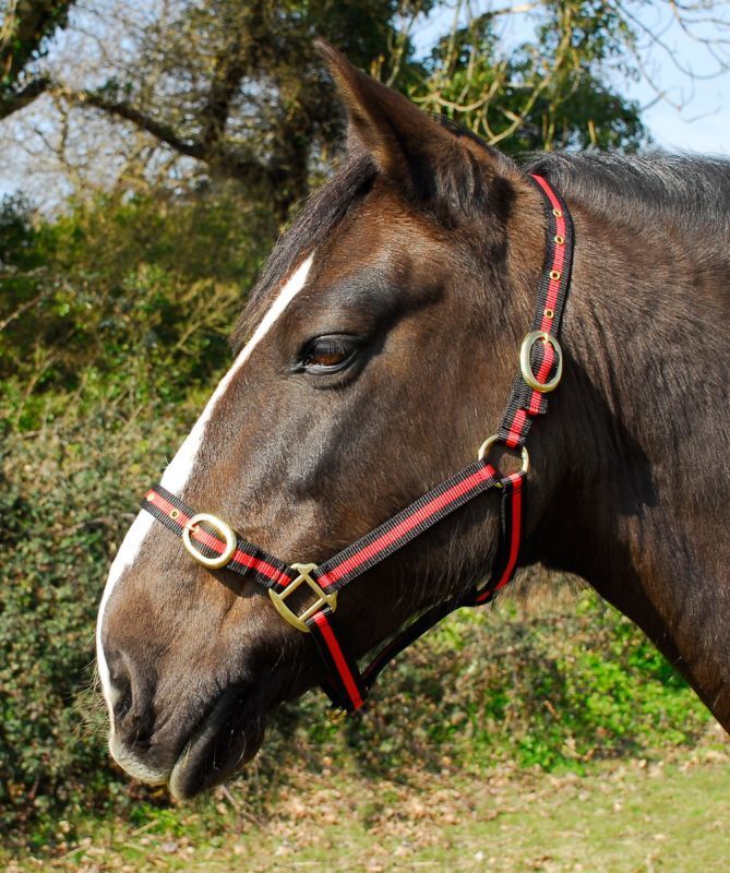 Picture of Rhinegold Nylon Horse/Pony Headcollar | Adjustable | 18 Colours | 4 Sizes