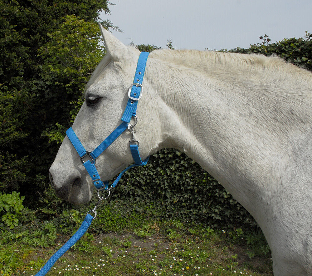 Picture of Rhinegold Carnival Padded Headcollar & Lead Rope Set | 7 Colours | 4 Sizes