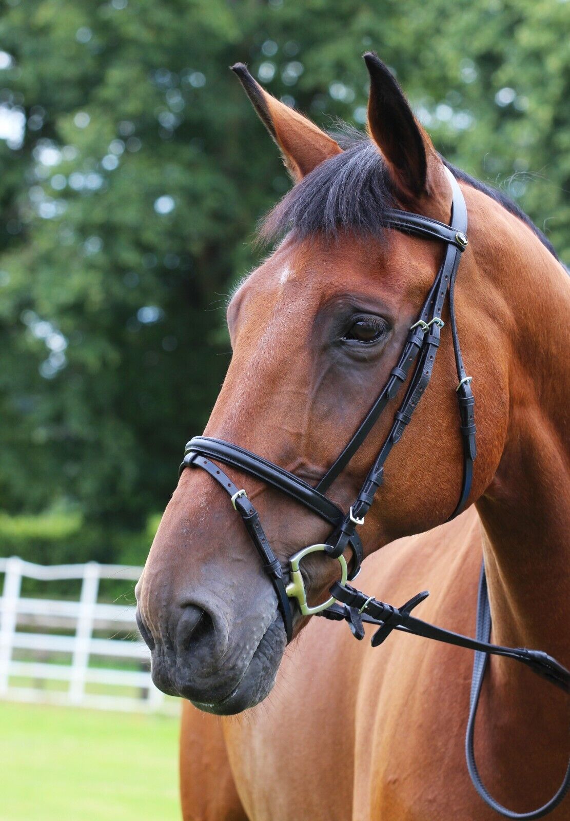 Picture of Gallop Leather Padded Bridle, Flash Noseband & Rubber Grip Reins, Black or Brown