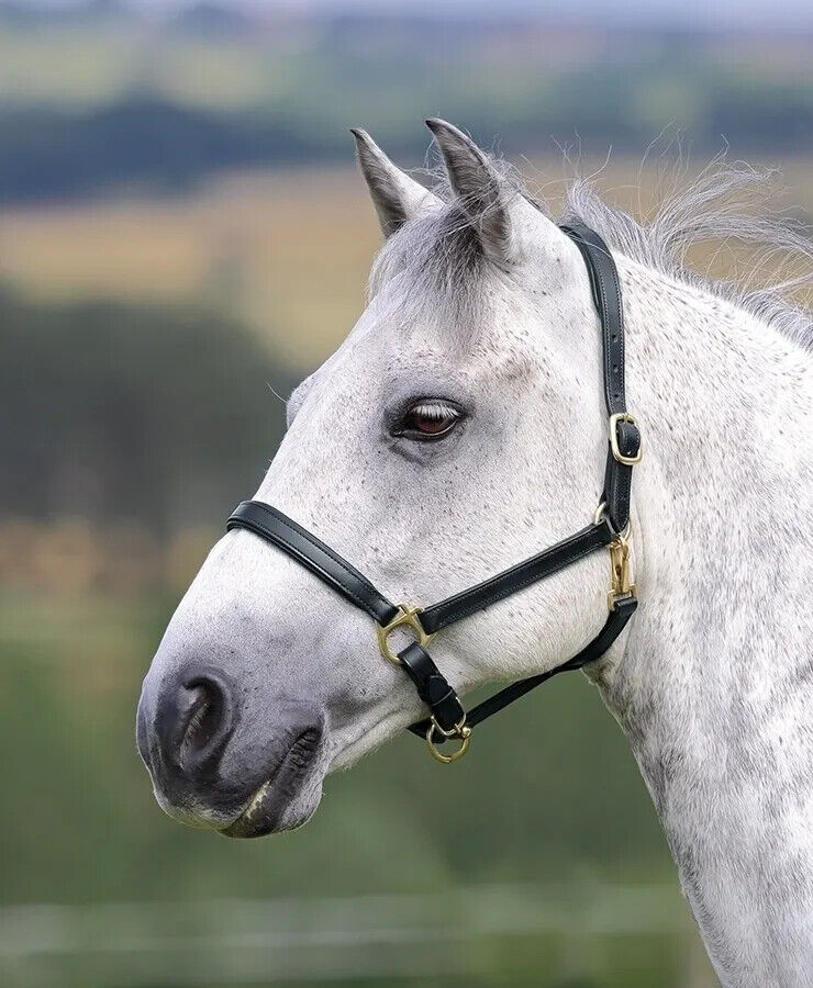 Picture of Shires Velociti Gara Ragley Lined Leather Headcollar | Black or Havana |5 Sizes