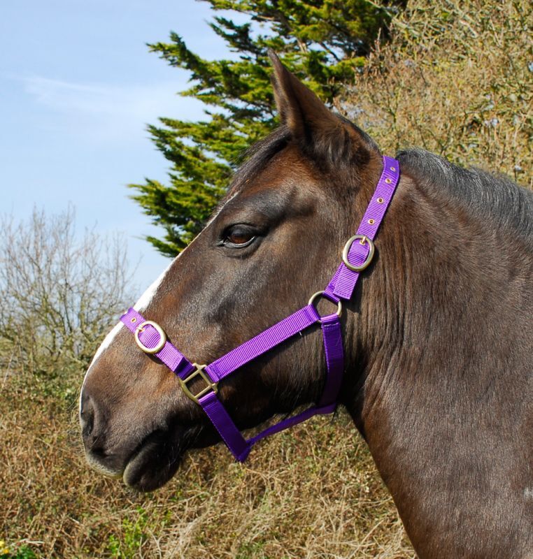 Picture of Rhinegold Nylon Horse/Pony Headcollar | Adjustable | 18 Colours | 4 Sizes