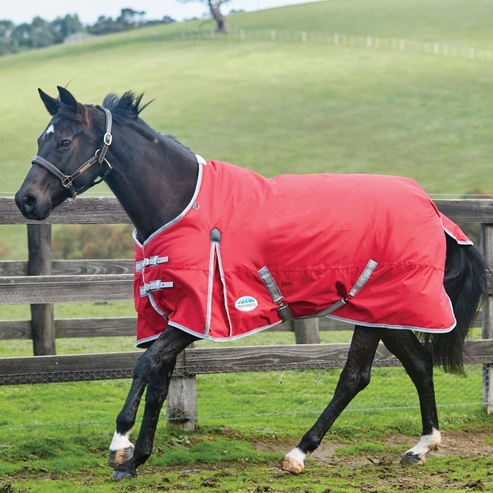 Picture of Weatherbeeta Comfitec Classic Turnout Rug, 100g,  Medium/Lite,  Standard Neck