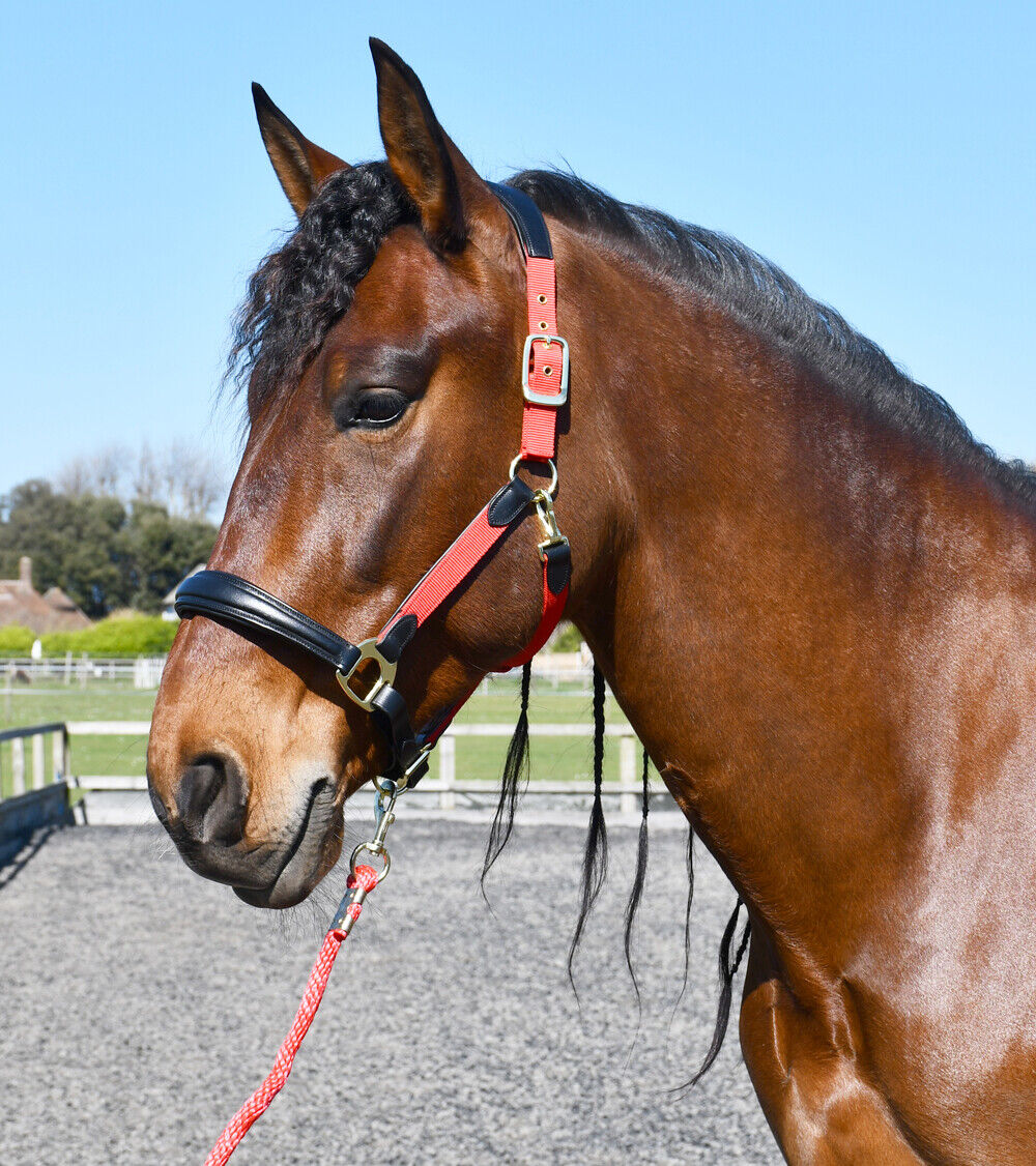 Picture of Rhinegold Anatomical Softee Leather Padded Headcollar, Horse Pony,  3 Colours