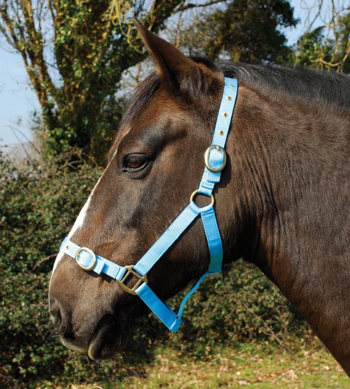 Picture of Rhinegold Nylon Horse/Pony Headcollar | Adjustable | 18 Colours | 4 Sizes