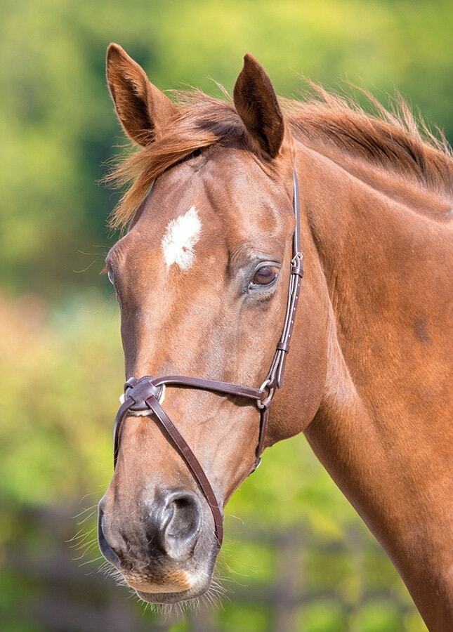 Picture of Shires Velociti Gara Leather Mexican Noseband | 2 Colours | 4 Sizes