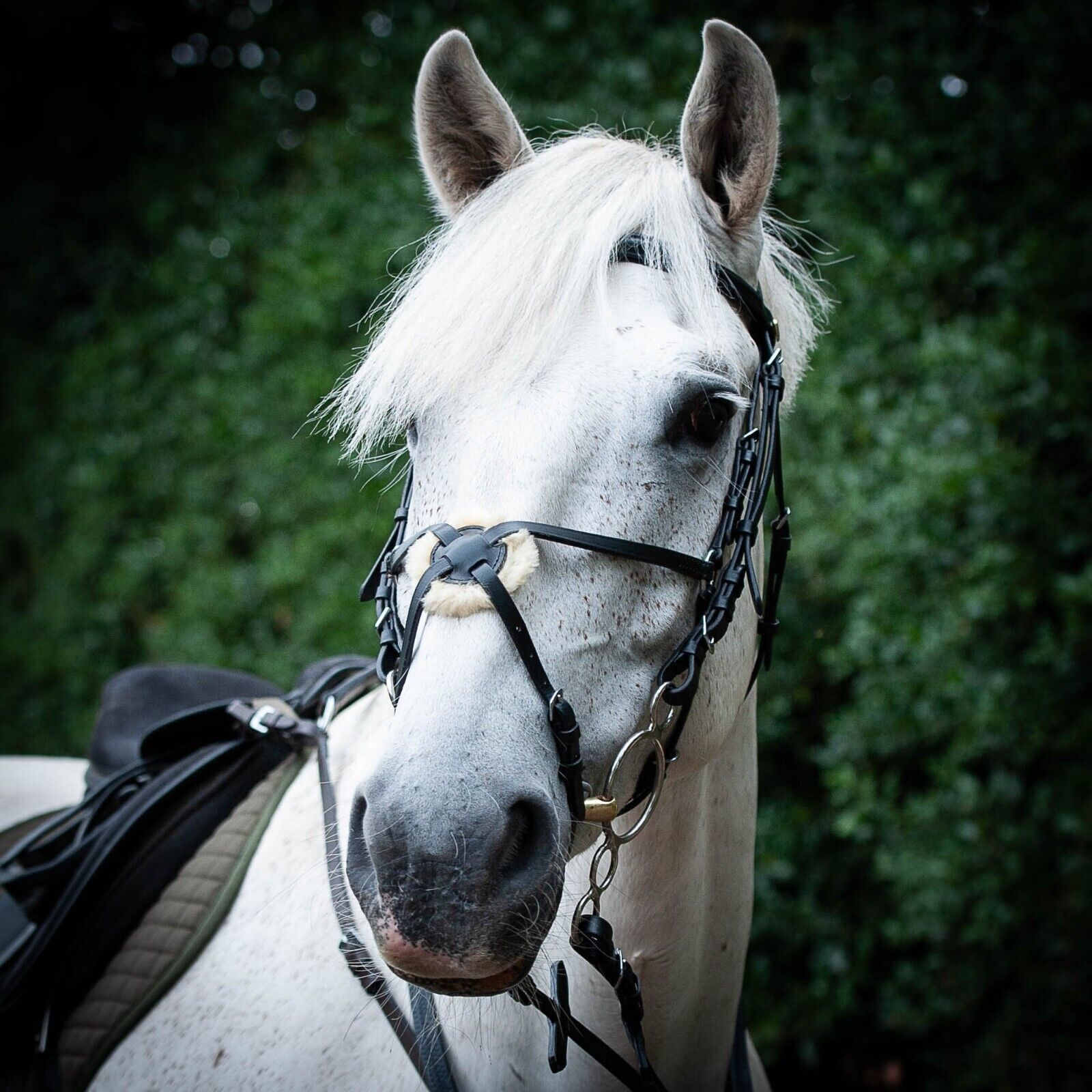 Picture of Gallop Leather Grackle Bridle & Reins, Sizes Pony-X.Full,   Black,  Brown