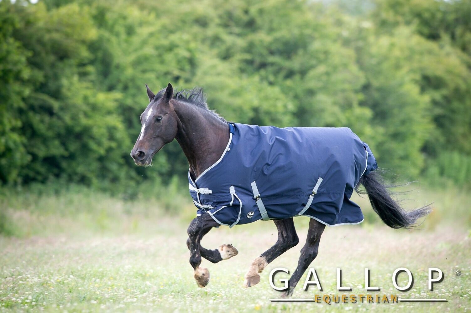 Picture of Gallop Trojan 300g Heavyweight Horse Turnout Rug STD Neck Waterproof Outdoor