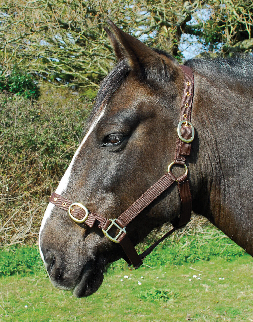 Picture of Rhinegold Nylon Horse/Pony Headcollar | Adjustable | 18 Colours | 4 Sizes