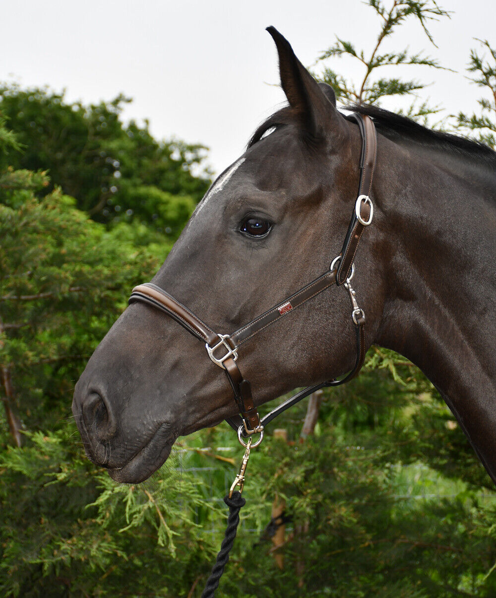 Picture of Rhinegold Rocco Italia Verona Leather Headcollar  | Brown | 3 Sizes