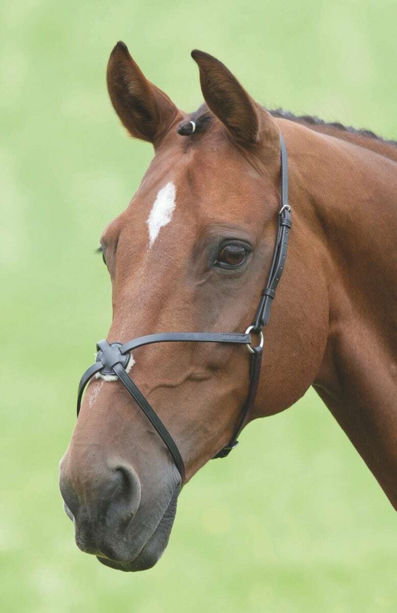 Picture of Shires Velociti Gara Leather Mexican Noseband | 2 Colours | 4 Sizes