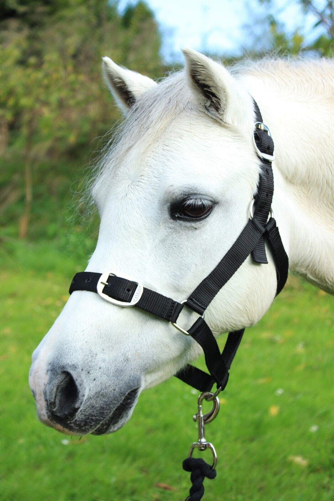 Picture of Gallop Essential Horse Headcollar & Leadrope Set, 8 Colours, 4 Adjustable Sizes