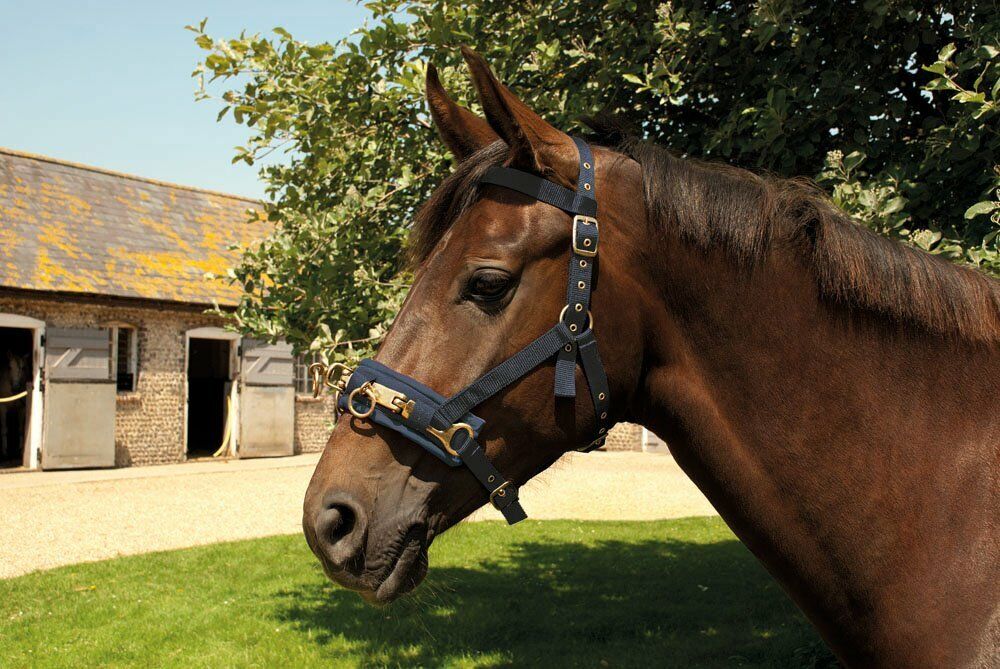 Picture of Rhinegold Nylon Lunge Cavesson | Padded | Adjustable | Navy | Pony Cob Full