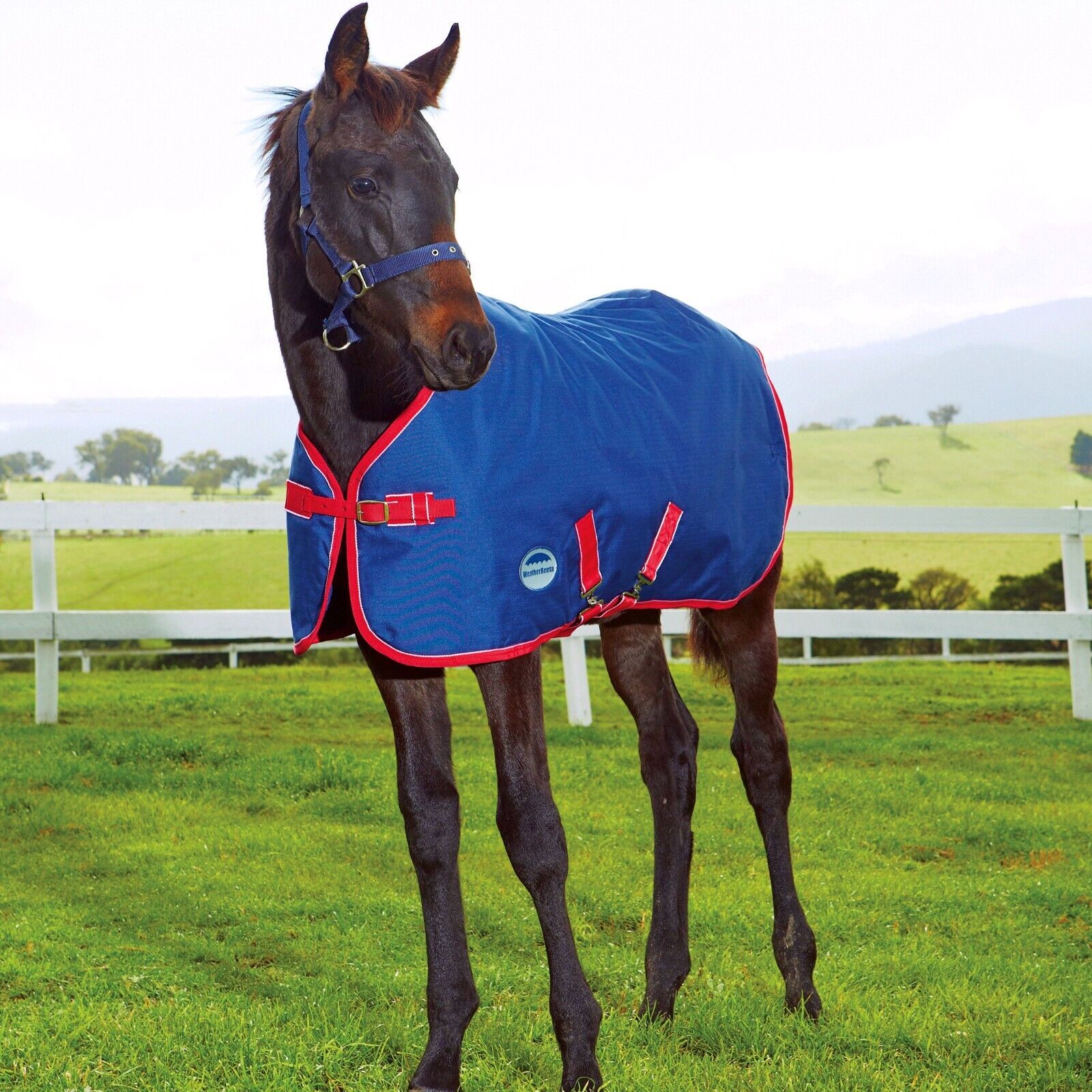 Picture of Weatherbeeta 1200D Foal Std Neck Turnout Rug, 220g, 1200 Denier, Medium II.