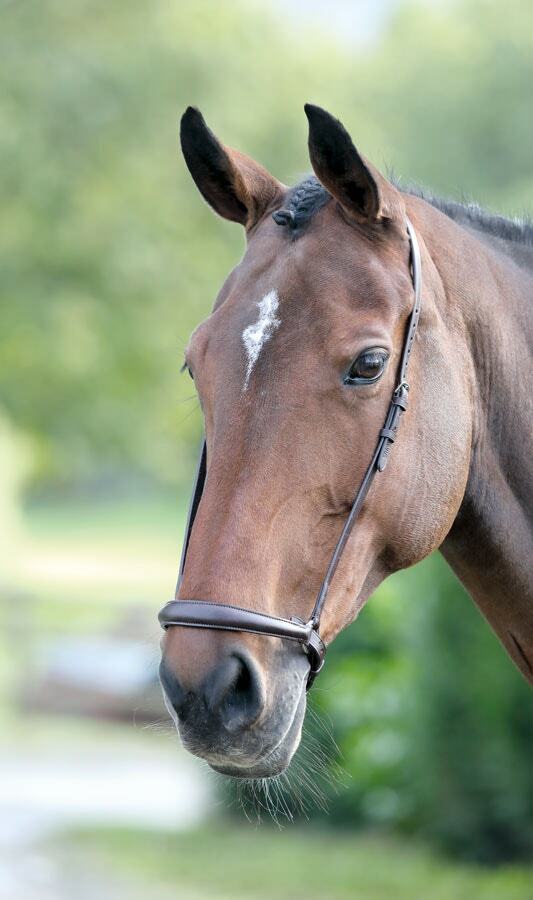 Picture of Shires Velociti Gara Leather Drop Noseband | 2 Colours | 3 Sizes