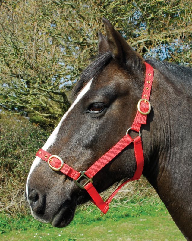 Picture of Rhinegold Nylon Horse/Pony Headcollar | Adjustable | 18 Colours | 4 Sizes