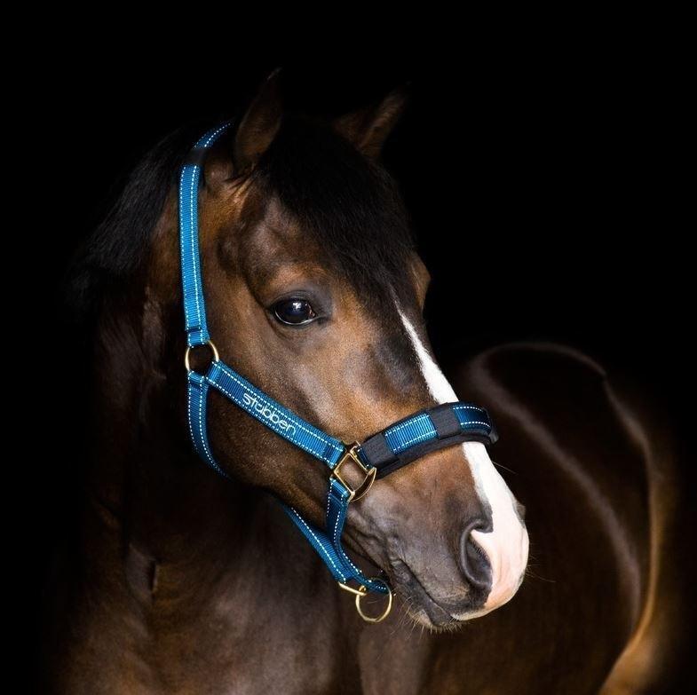 Picture of Stubben Padded Headcollar / Halter with Reflecting Thread Cob or Full
