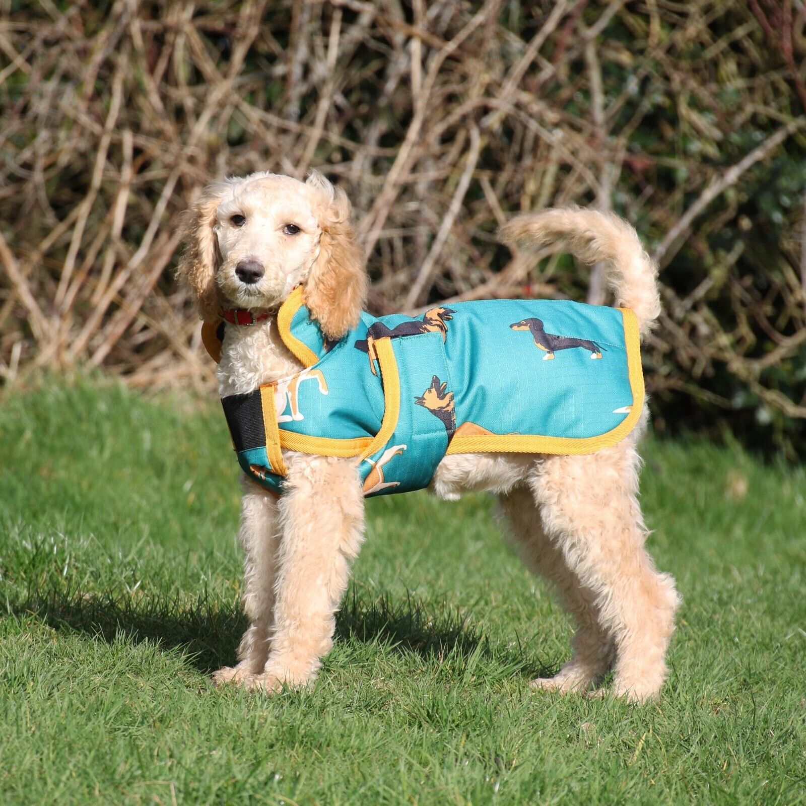 Picture of Gallop Dogs Print Dog Coat |Waterproof | Insulated 100g fil.