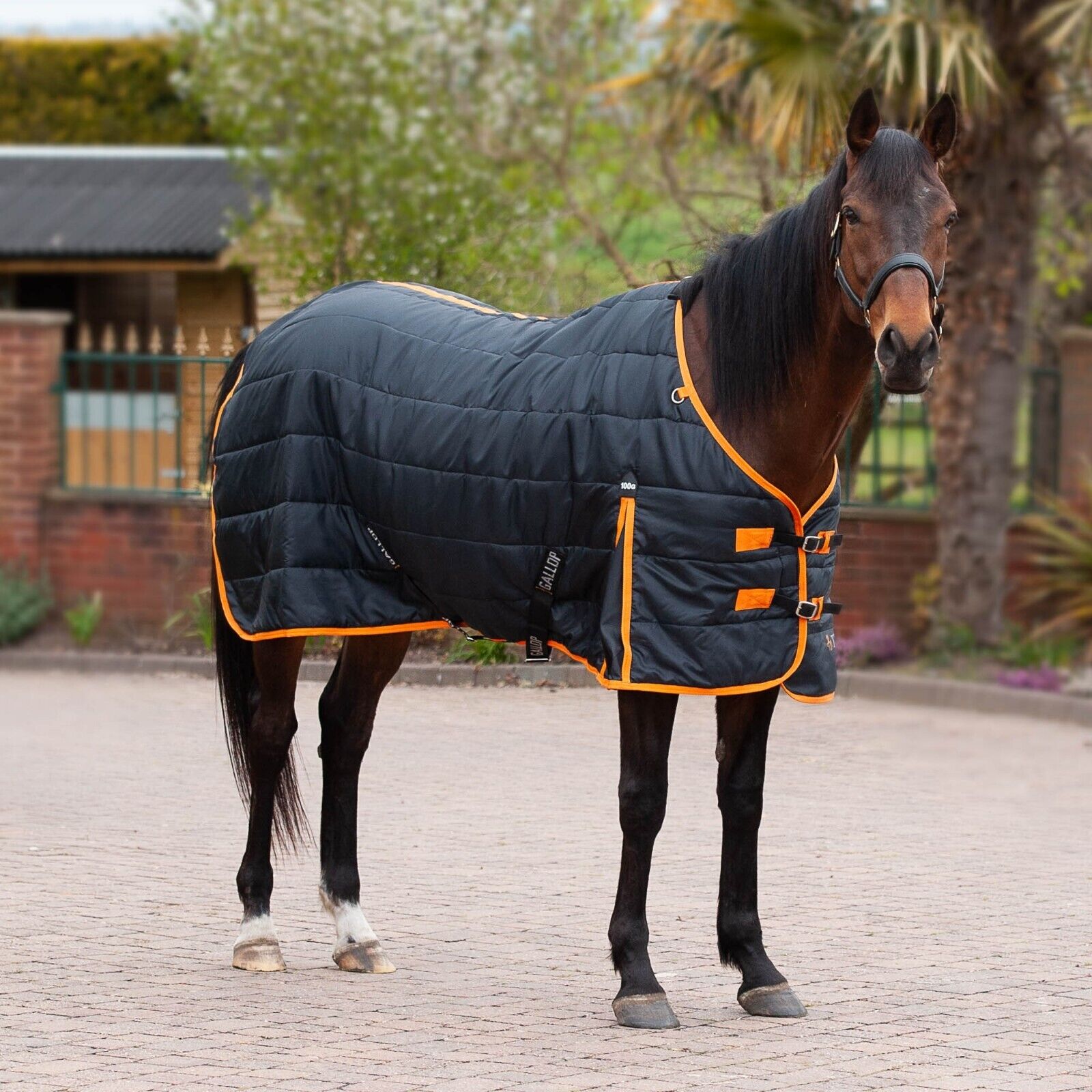 Picture of Gallop Trojan 100G Indoor Stable Horse Rug Standard Neck  Black