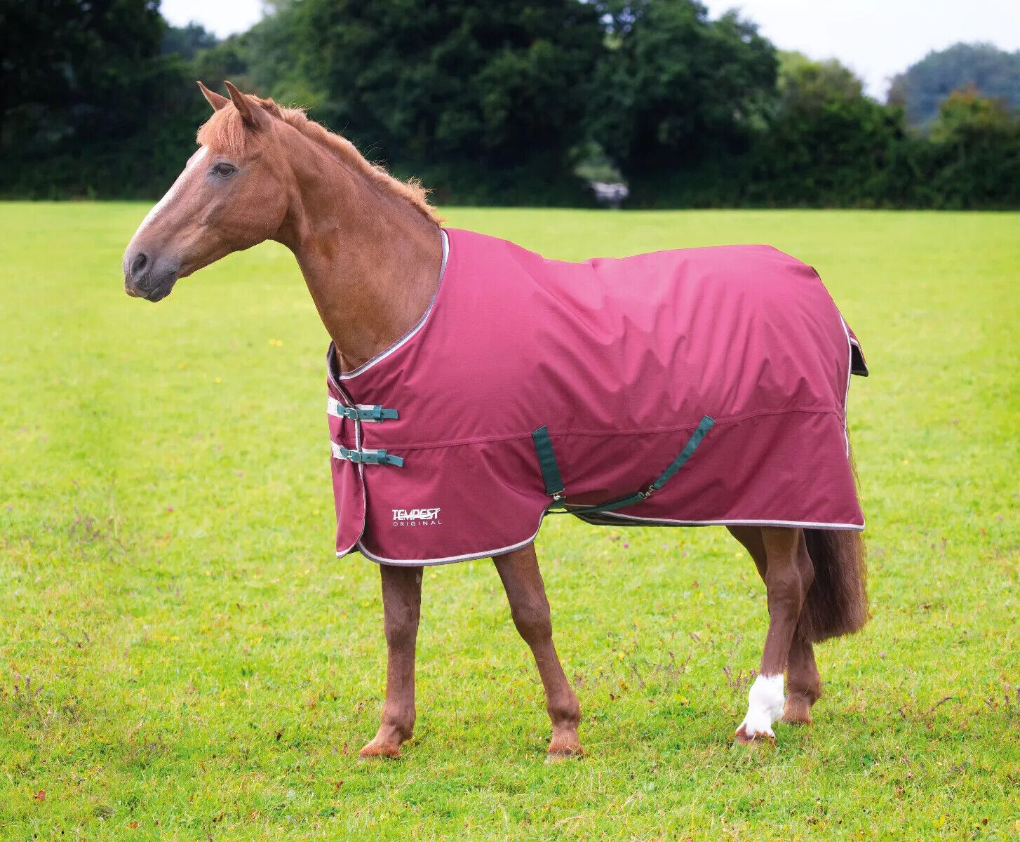 Picture of Shires Tempest Original 200 Horse Turnout Rug Std Neck |  2 Colours