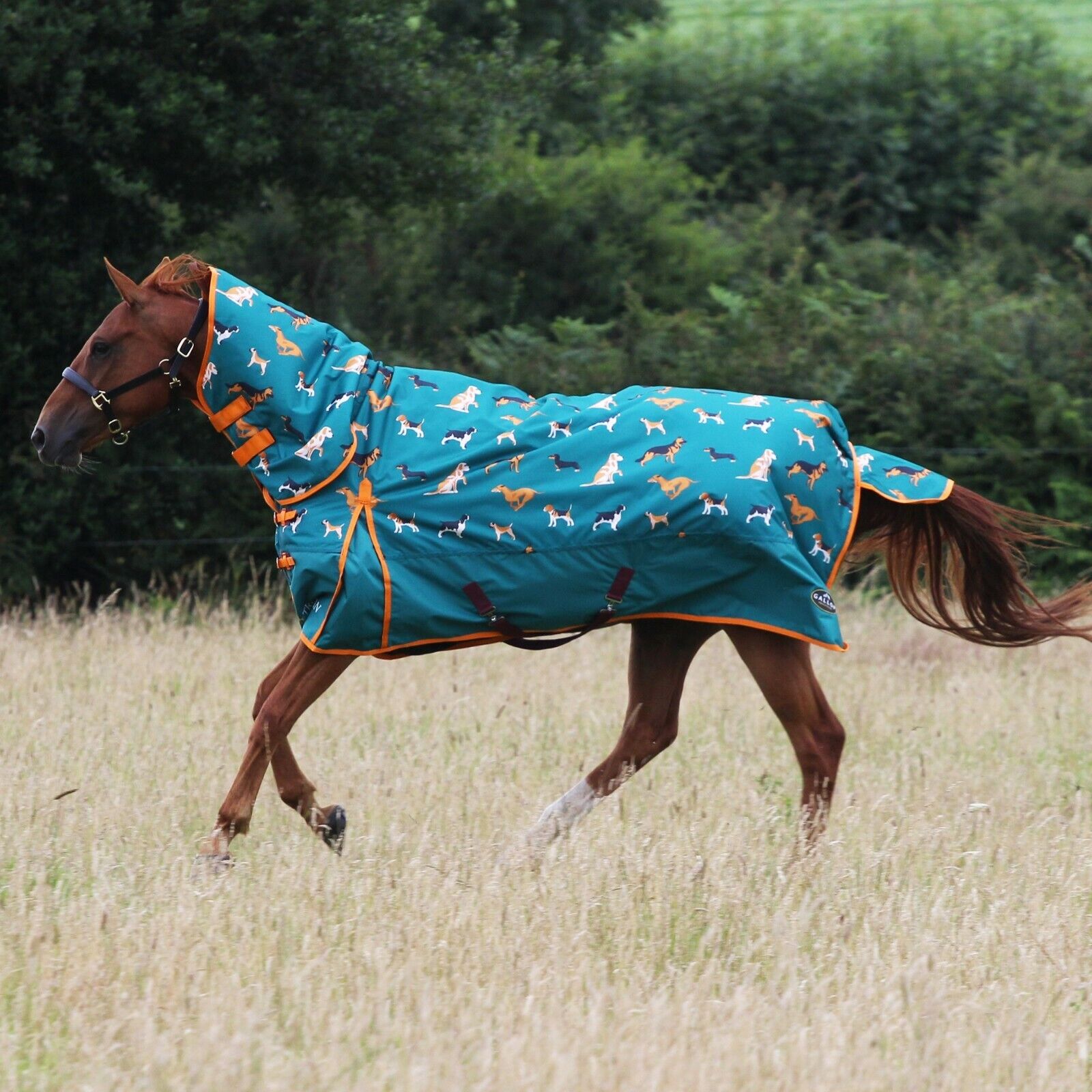 Picture of Gallop Trojan 200g Horse Turnout Rug Combo Full Neck Mediumweight Dog Print