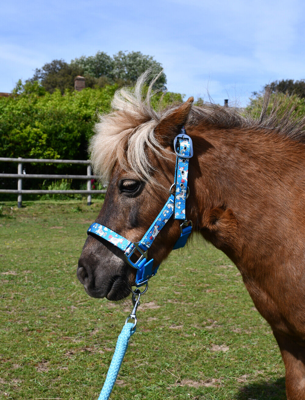 Picture of Rhinegold Unicorn Padded Pony Headcollar And Matching Lead Rope Set | 4 Colours