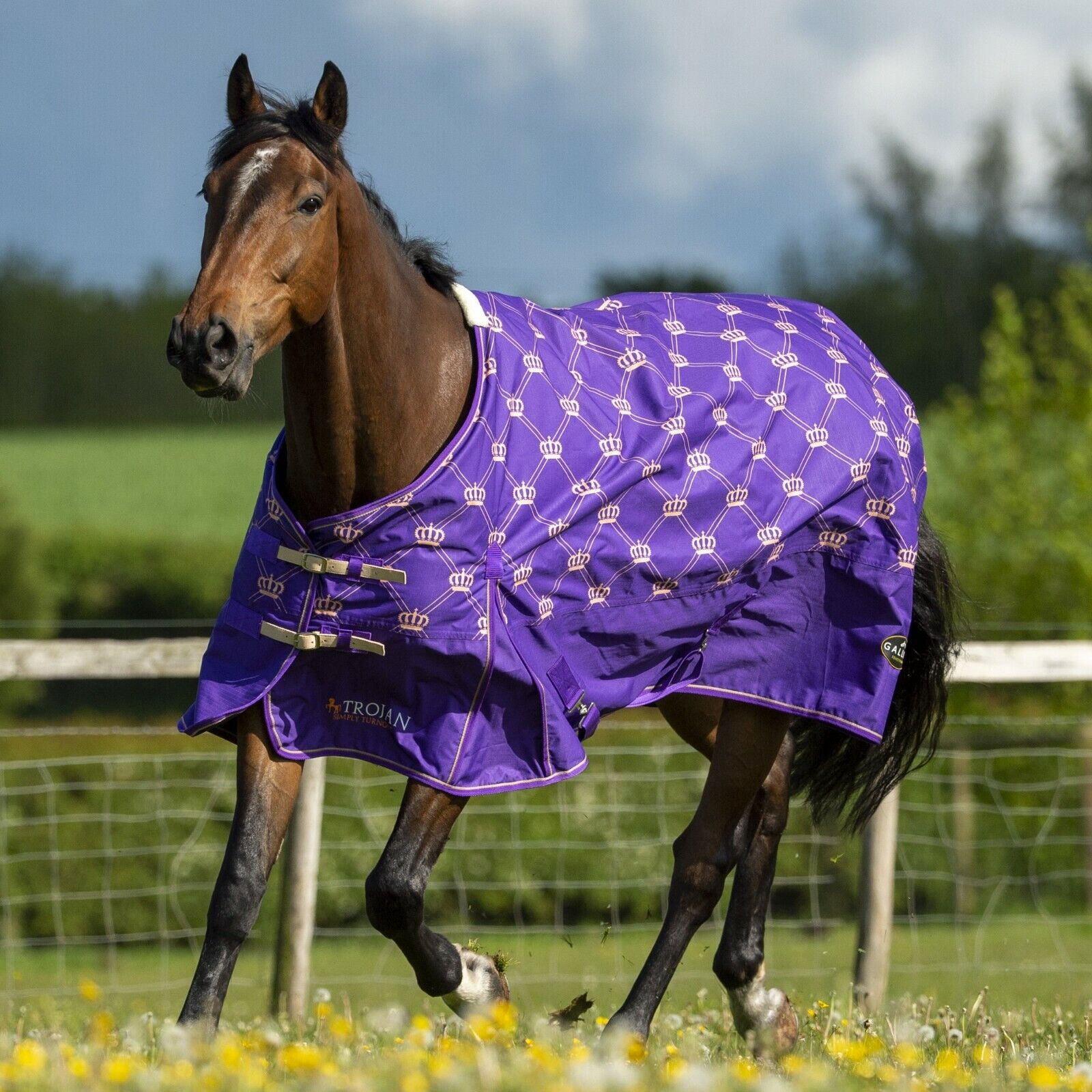 Picture of Gallop Trojan Monarch 100g Lightweight Outdoor Horse Turnout Rug Standard Neck