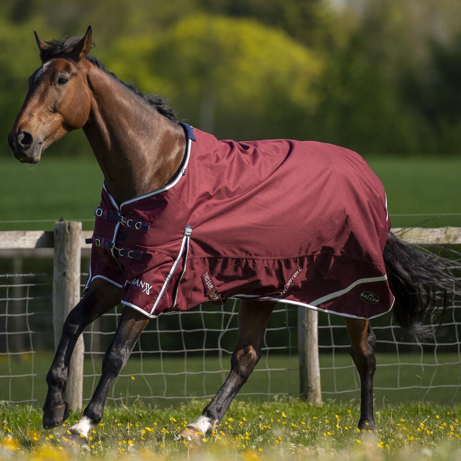 Picture of Turnout Rug Gallop Trojan Xtra 50G Lightweight 1200 Denier Horse Std Neck