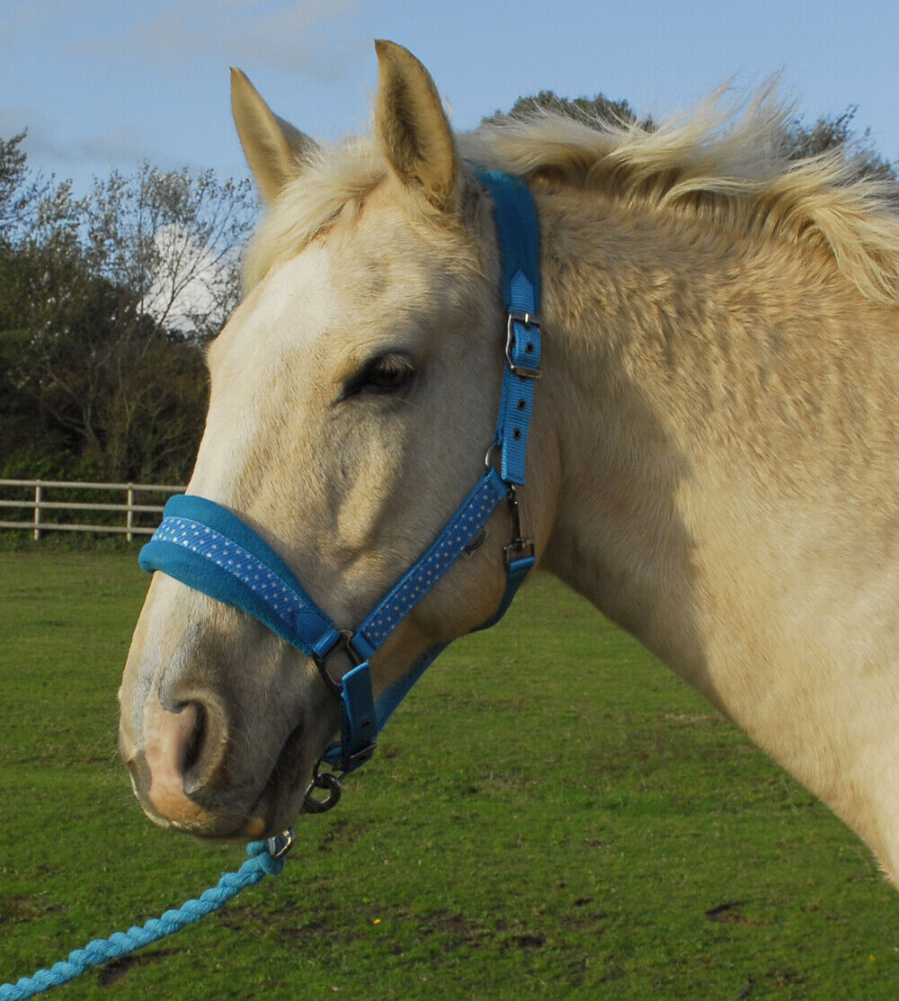 Picture of Rhinegold Star Spangled Headcollar & Rope Set | 4 Colours | Adjustable | 4 Sizes