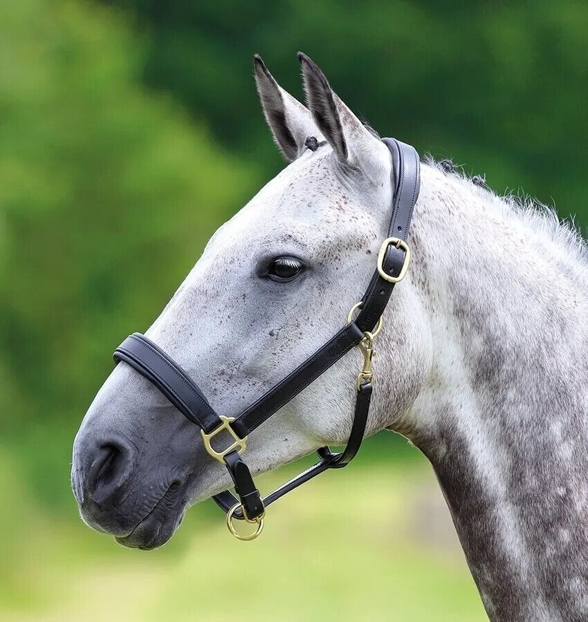 Picture of Shires Velociti GARA Leather Travel Headcollar | Black / Havana | 4 Sizes