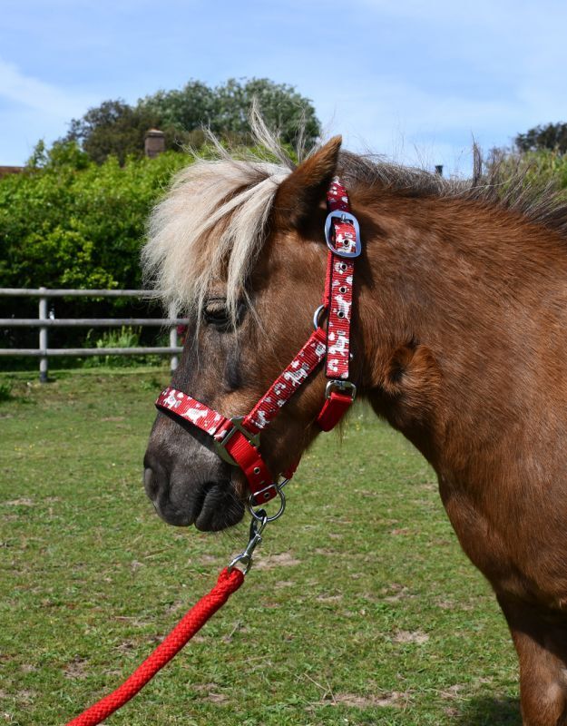 Picture of Rhinegold Unicorn Padded Pony Headcollar And Matching Lead Rope Set | 4 Colours