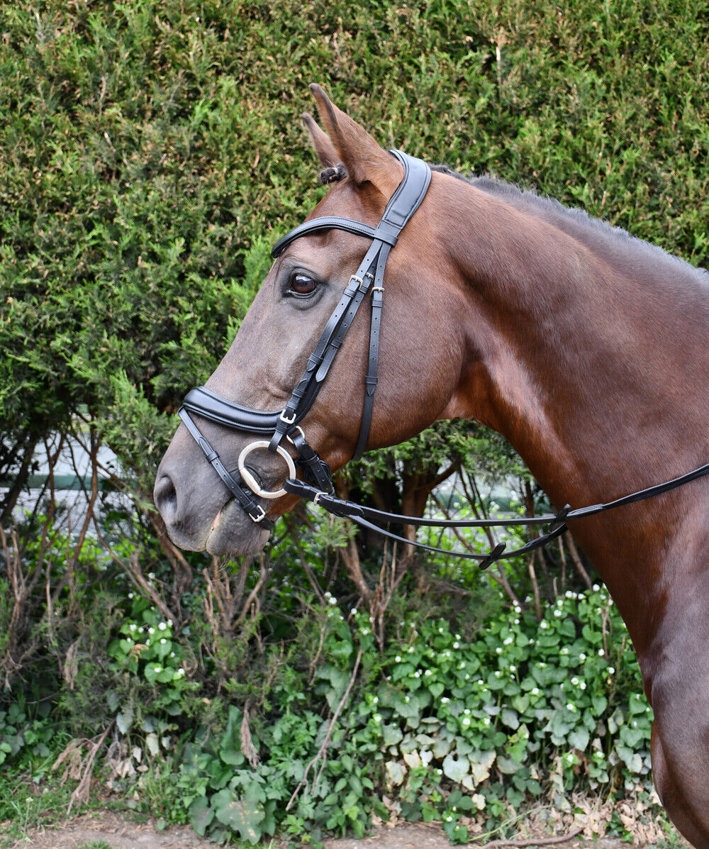 Picture of Rhinegold Softee Padded Leather Pro-Anatomical Bridle | Black or Havana, 3 Sizes