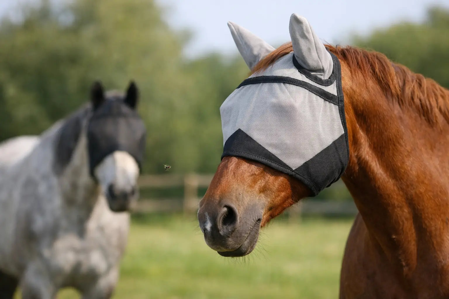 When Should Horses Wear Fly Masks?