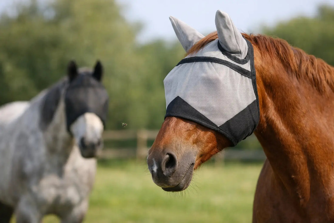 When Should Horses Wear Fly Masks?
