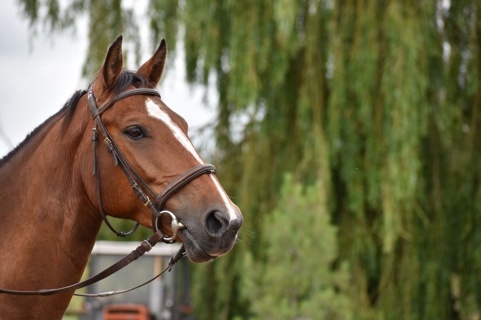John Whitaker Bridles: Range, Prices and Custom Options