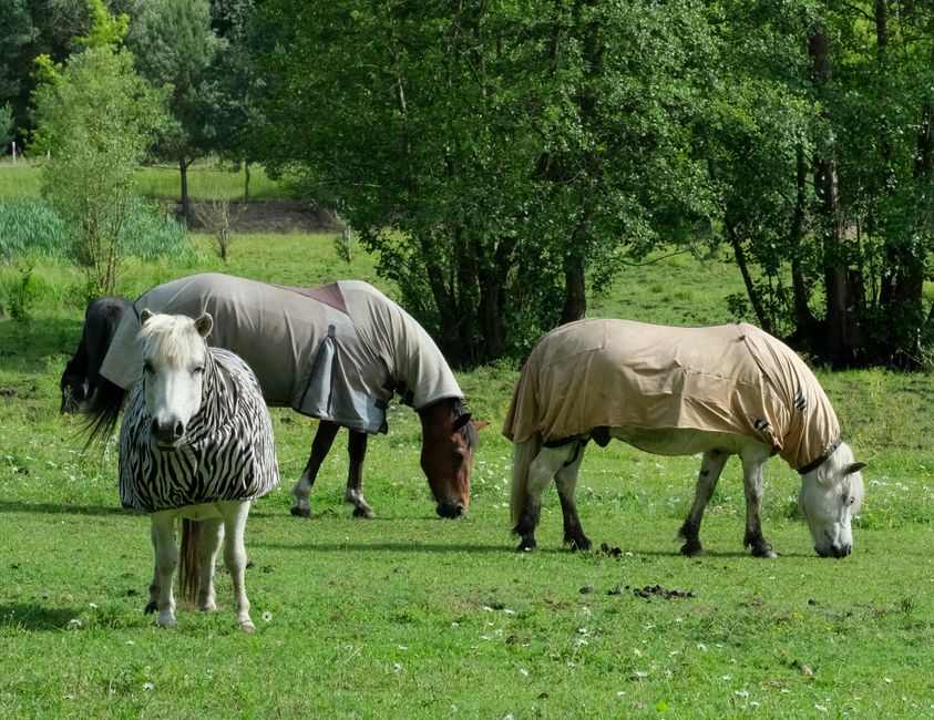 Fly Rugs for Horses: Protection, Types and Buying Guide