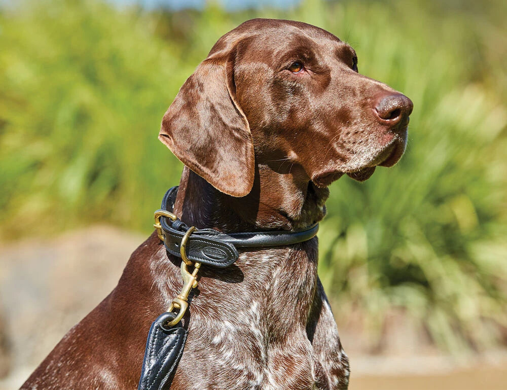 Weatherbeeta Rolled Leather Dog Collar, 5 Colours, 6 Sizes