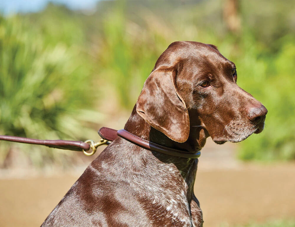 Weatherbeeta Rolled Leather Dog Collar, 5 Colours, 6 Sizes