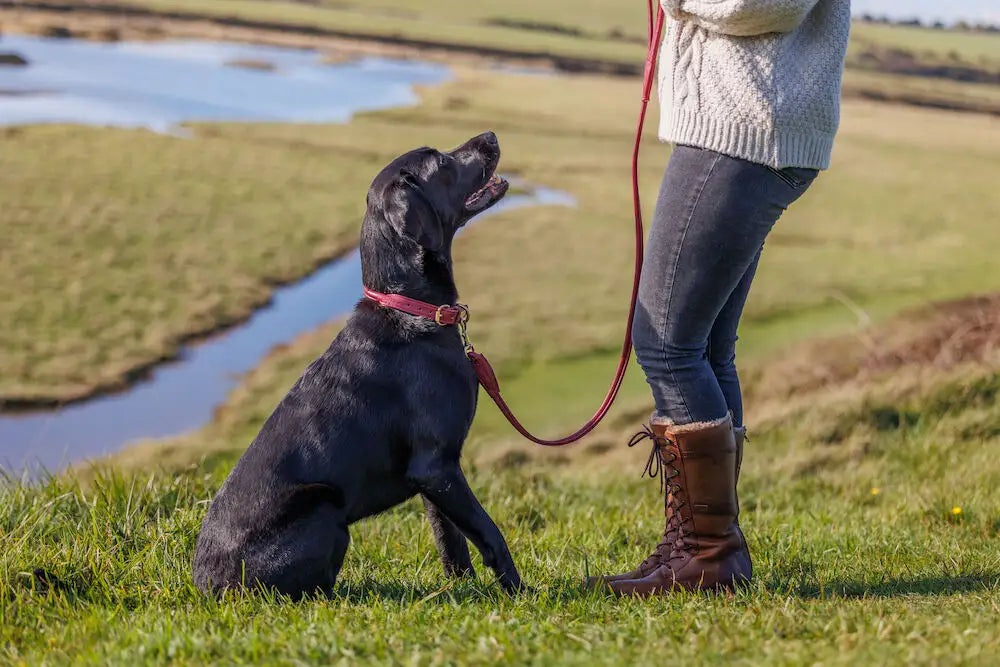 Weatherbeeta Rolled Leather Dog Collar, 5 Colours, 6 Sizes