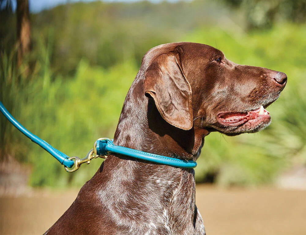 Weatherbeeta Rolled Leather Dog Collar, 5 Colours, 6 Sizes