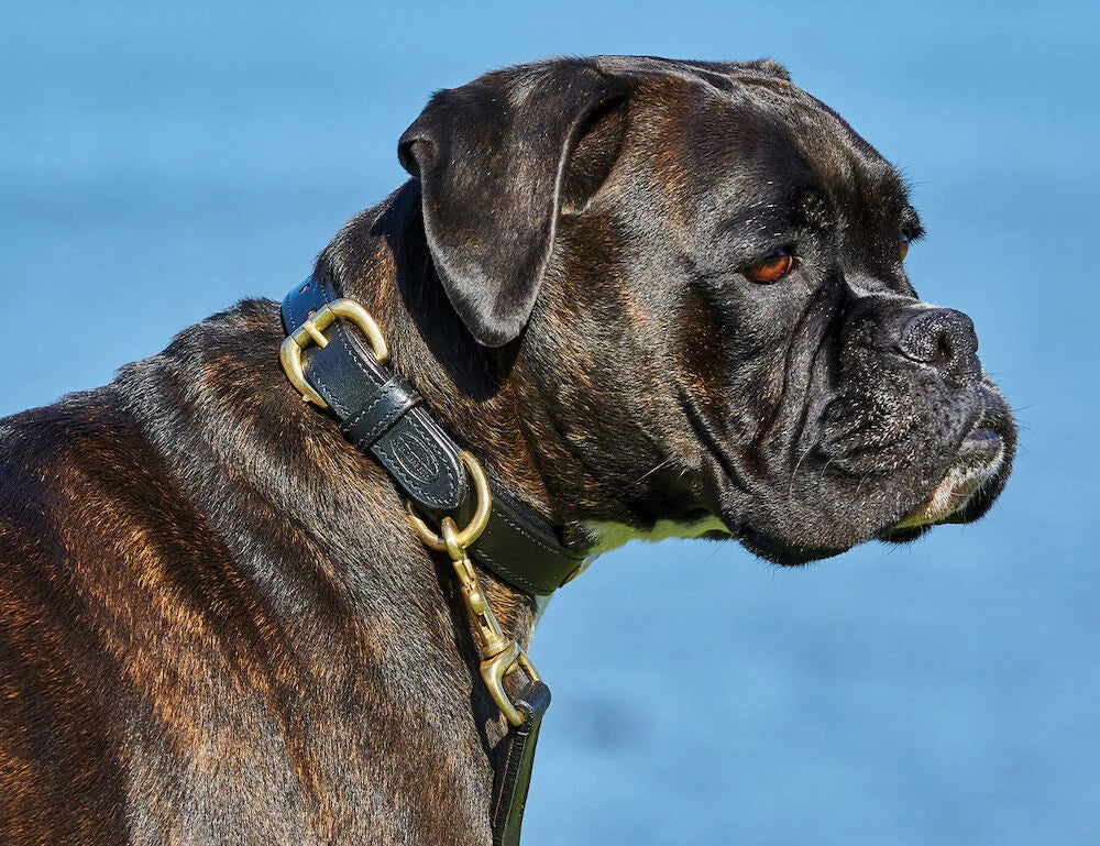 Weatherbeeta Padded Leather Dog Collar,3 Colours, 6 Sizes