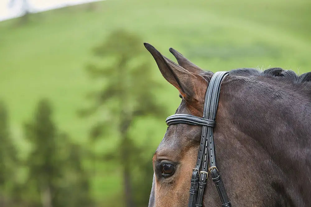 Collegiate Syntovia+ Padded Raised Flash Bridle, Black or Brown, 4 Sizes.