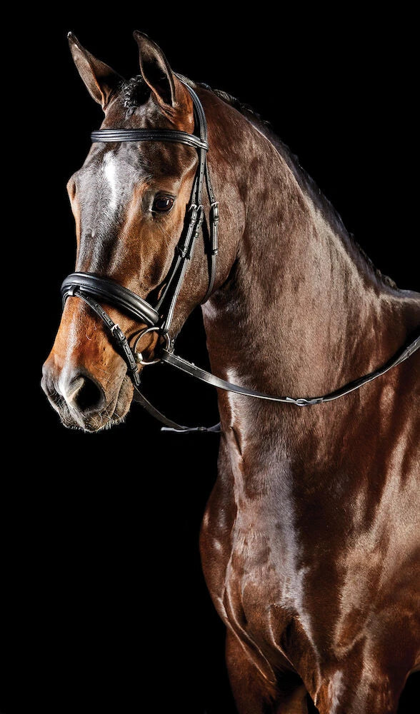 Collegiate Syntovia+ Padded Raised Flash Bridle, Black or Brown, 4 Sizes.