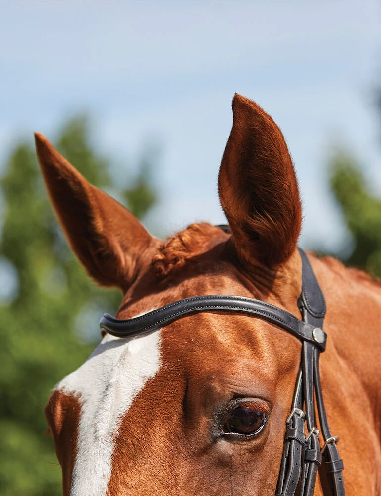 Collegiate Comfitec Grackle Bridle, Black or Brown, 3 Sizes.